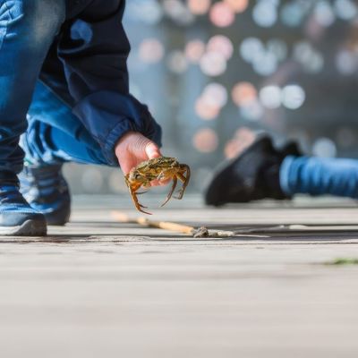 Dreng Med Krabbe 002