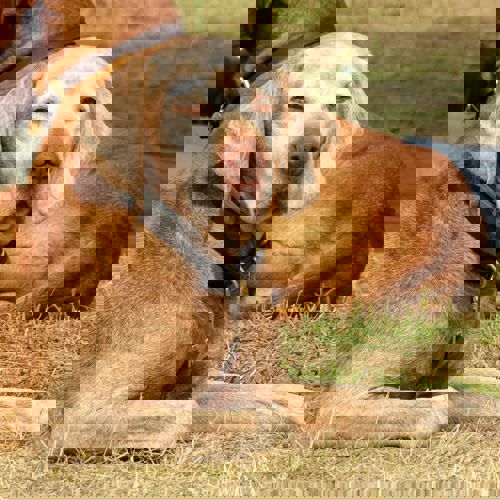 Skagen Sydstrand Camping Skagen Pladsen Hund