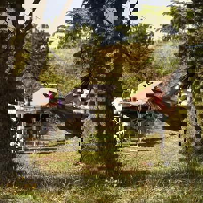 Vejers Strand Camping Pladsen Haengekoeje Ro